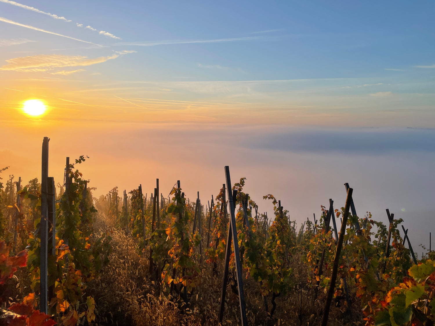 Revealing the Terrific Nature of Rhône Wines and Appellations