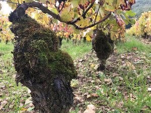 oldvines